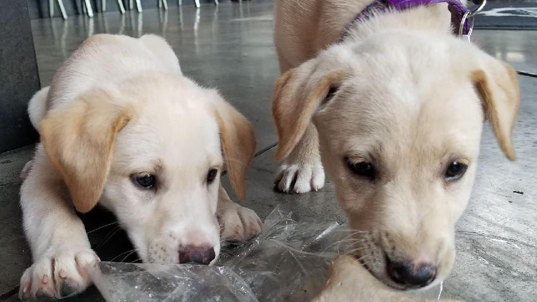 Tucson restaurants, shops and other spots that are dog-friendly